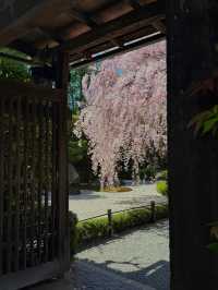 Myoshin-ji Sakura | Kyoto's Zen Blossom Retreat