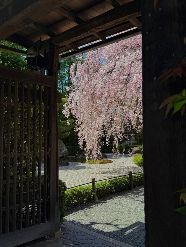 Myoshin-ji Sakura | Kyoto's Zen Blossom Retreat