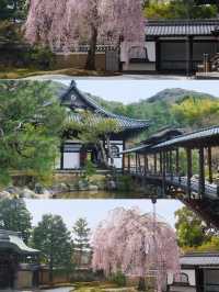 Kyoto Cherry Blossom Season | 2 Seriously Underrated Spots for Stunning Weeping Cherry Blossoms 🌸