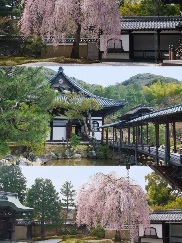 Kyoto Cherry Blossom Season | 2 Seriously Underrated Spots for Stunning Weeping Cherry Blossoms 🌸