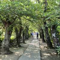 【鎌倉】風情ある茅葺きの山門 手前の紫陽花