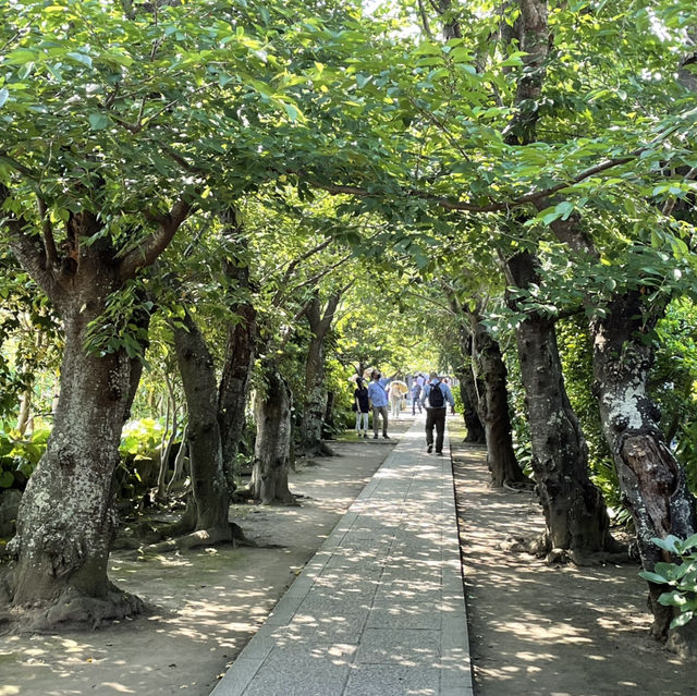 【鎌倉】風情ある茅葺きの山門 手前の紫陽花