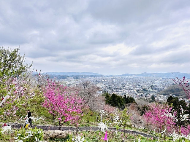 🇯🇵 仙台櫻花 船岡城址公園🌸