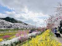 🇯🇵仙台櫻花 千櫻公園🌸🌼
