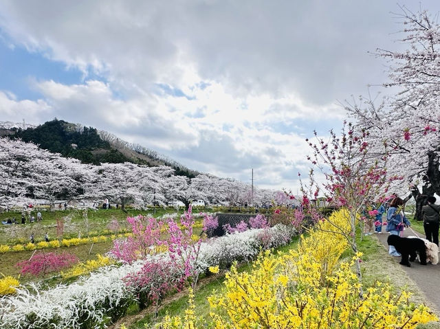 🇯🇵仙台櫻花 千櫻公園🌸🌼