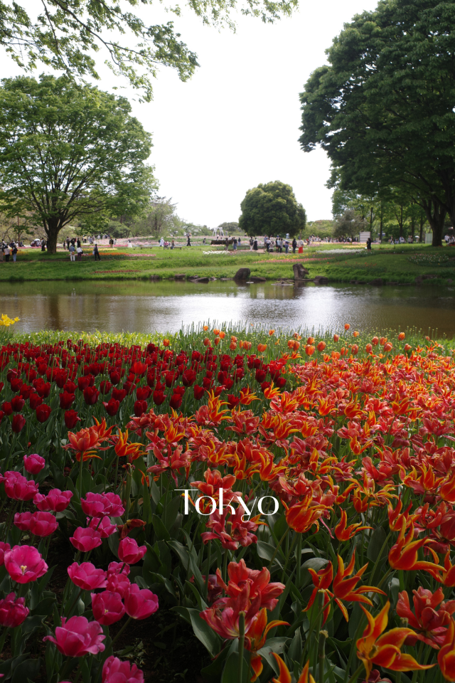 【東京】立川駅から行ける、まるでオランダのような公園🌷