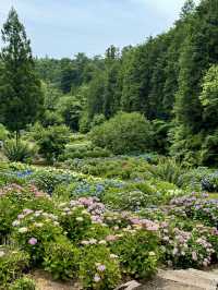 【茨城】これだけ多種多様の紫陽花を見たのは初めて！！