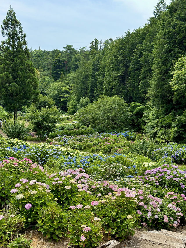 【茨城】これだけ多種多様の紫陽花を見たのは初めて！！