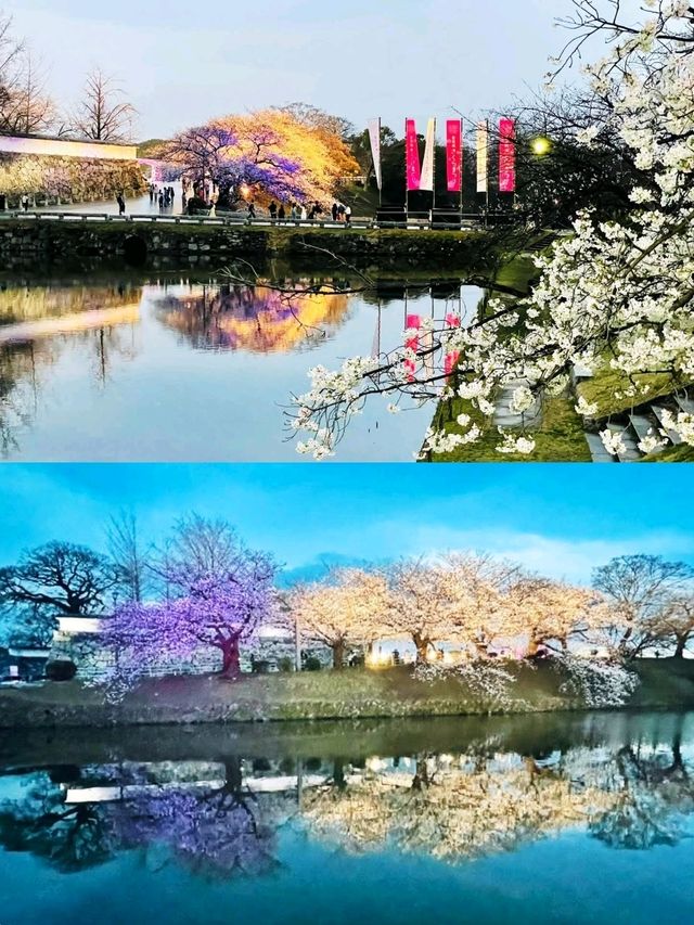 櫻花下修復後的福岡城跡