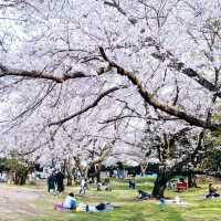  末吉公園•櫻花的海洋