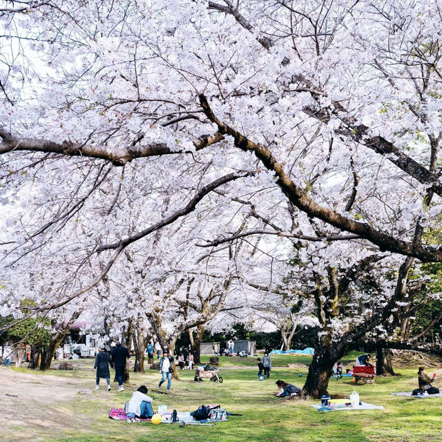  末吉公園•櫻花的海洋