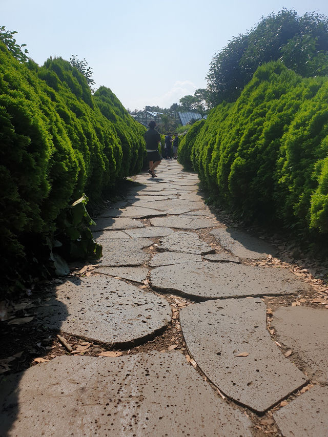 🌲 “시간도 소리도 느리게 흐르는 곳 – 제주 비밀의숲”