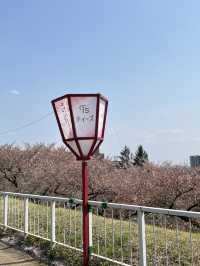 仙台坐車不用1小時！美麗的櫻吹雪 盛岡城跡公園