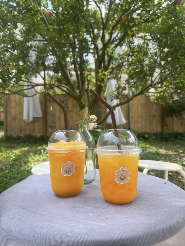 🍊🏞️ สวนส้มจินจู เชียงใหม่ 🏞️🍊