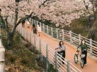 Cherry Blossoms at Yeouido Hangang Park: A Springtime Spectacle