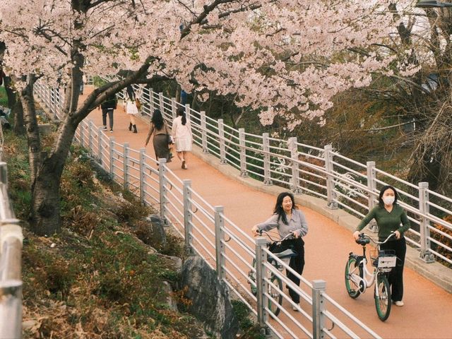 Cherry Blossoms at Yeouido Hangang Park: A Springtime Spectacle