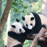 Chengdu – A Tranquil Spring of Blossoms and Tea Culture
