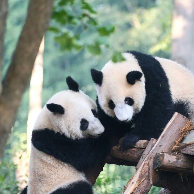 Chengdu – A Tranquil Spring of Blossoms and Tea Culture