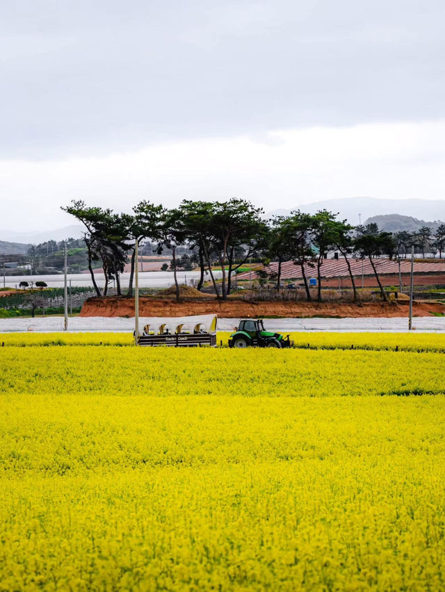 Boryeonara academy farm