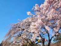仙台市中心賞櫻好去處---榴岡公園，白天晚上都很夢幻！