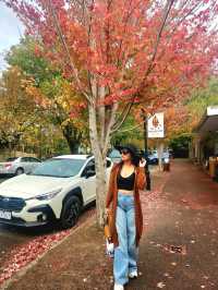 A taste of Germany in the heart of Hahndorf!