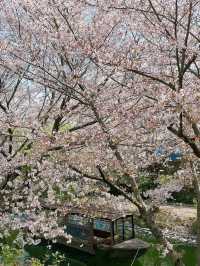 Quiet Beauty with Old Charm