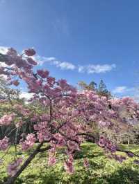 櫻雪靜山林：阿里山春日物語