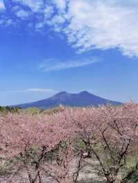 2025五月北海道獨遊追櫻之旅🌸 - 第三彈