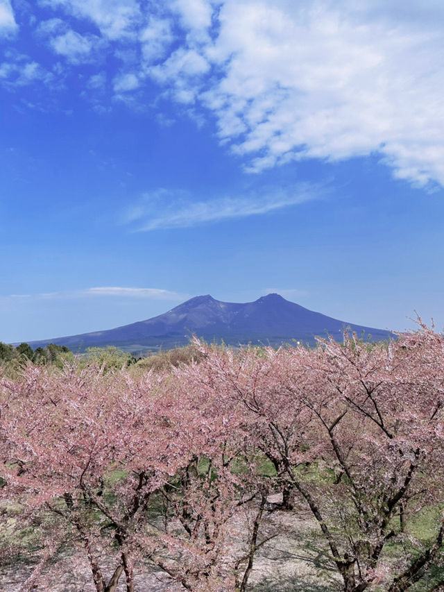 2025五月北海道獨遊追櫻之旅🌸 - 第三彈