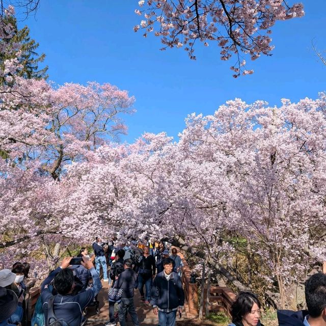 Cherry Blossom Overload