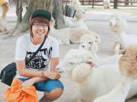 ใกล้ชิดสัตว์ต่างๆที่ Alpaca hill น้องๆน่ารักมาก