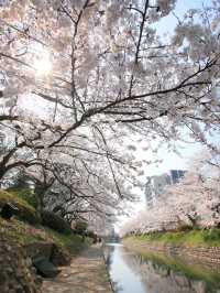 Time-Traveler’s Haven: Kanazawa’s Quiet Elegance