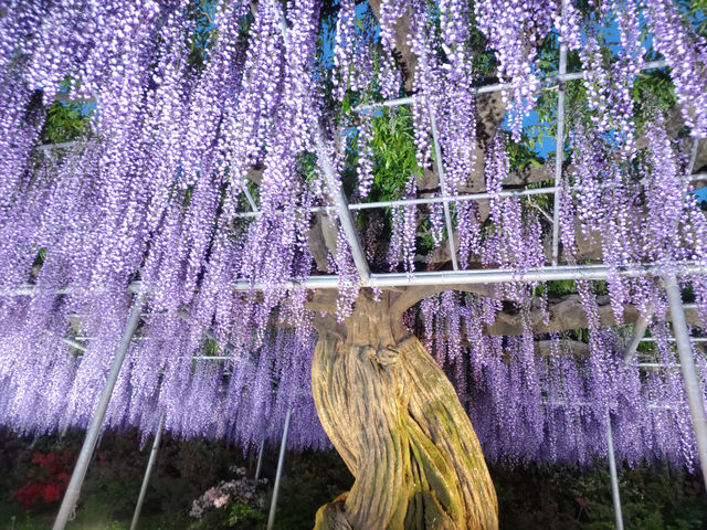 花と光の楽園 あしかがフラワーパーク　満開の藤のライトアップ！