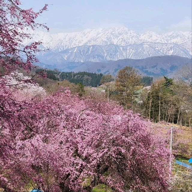 Quiet Blossoms, Big Views in Ogawa Village