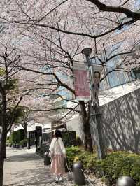 Sakura Season in Japan 🌸✨ 7Apr - 9Apr 2025