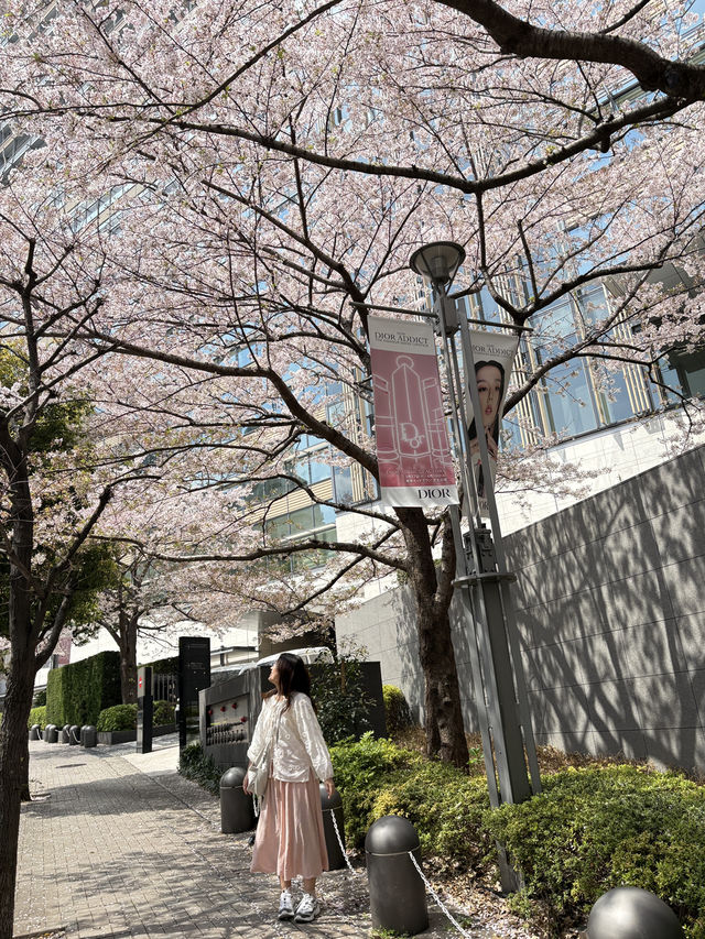 Sakura Season in Japan 🌸✨ 7Apr - 9Apr 2025