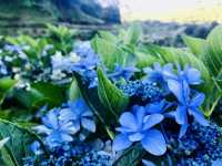 台北｜陽明山繡球花季起跑 一個月花期限定絕美花海
