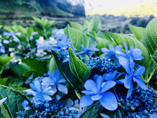 台北｜陽明山繡球花季起跑 一個月花期限定絕美花海