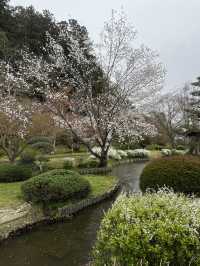 🌸【雨中偕樂園．櫻花靜賞漫旅】探訪日本三大名園之一｜水戶最值得造訪的春日秘境