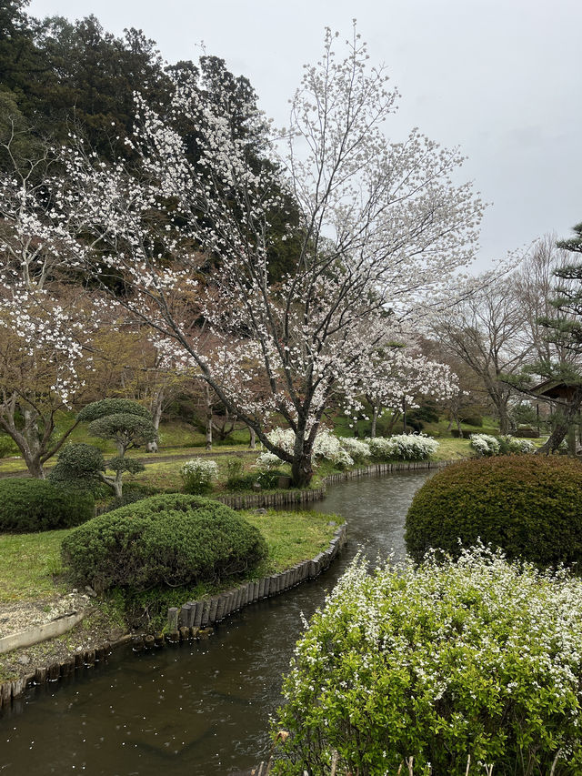 🌸【雨中偕樂園．櫻花靜賞漫旅】探訪日本三大名園之一｜水戶最值得造訪的春日秘境