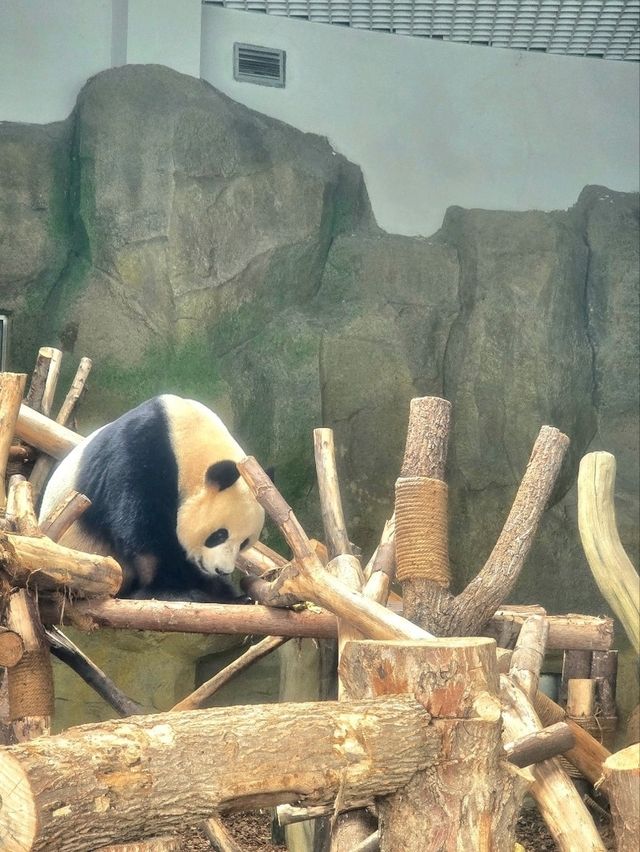 熊貓粉絲必到景點
