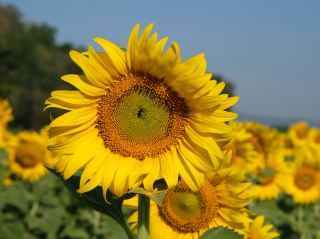 Sunflower Fields at Khao Chin Lae, Lopburi – A Burst of Winter Colors