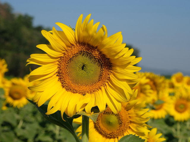 ทุ่งทานตะวันเขาจีนแล ลพบุรี – สีสันแห่งฤดูหนาว