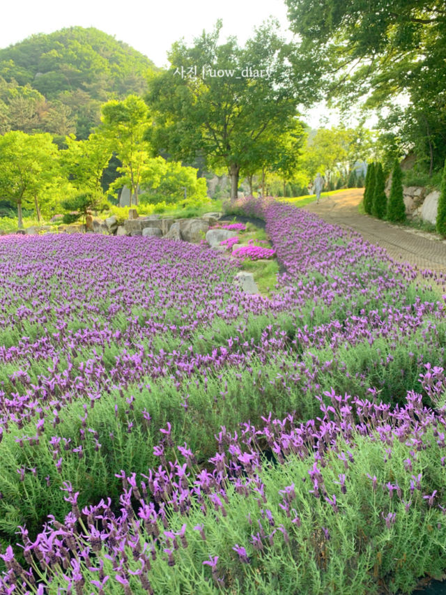 부산 라벤더 명소! 부산근교카페💜🪻✨