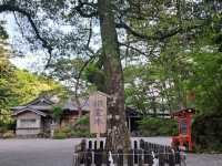 Spring Serenity at Kirishima Jingu