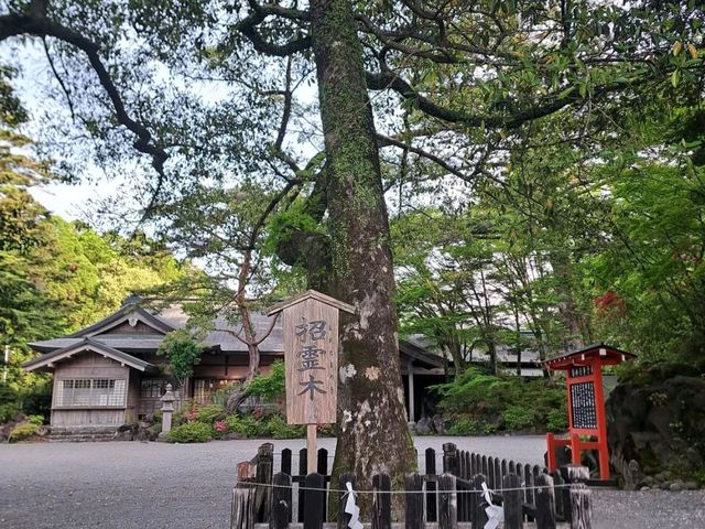Spring Serenity at Kirishima Jingu