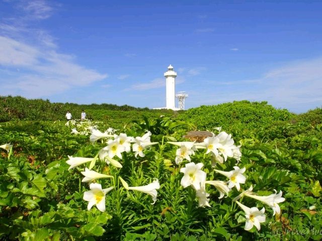 【沖縄県】テッポウユリと灯台の絶景！「東平安名崎」
