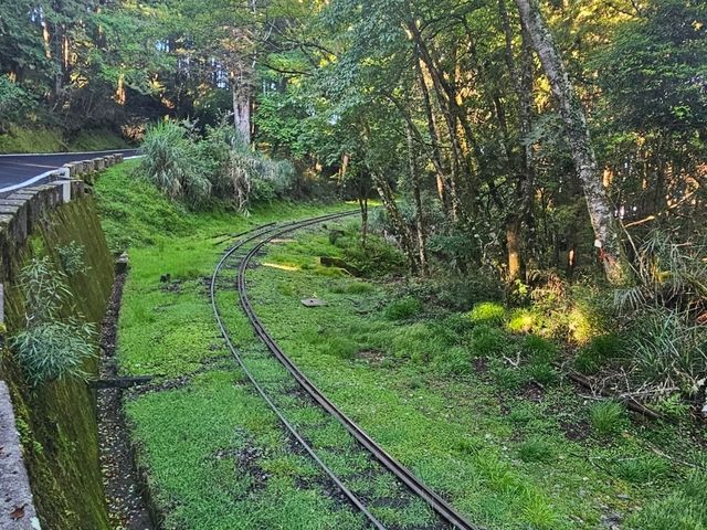 行！走入超完美芬多精仙境～阿里山森林公園