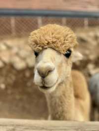 A Fluffy Adventure in the Hills of Alpaca World