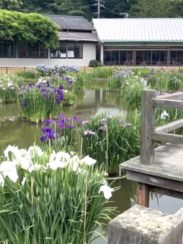 【福岡観光】色とりどりの紫陽花が浮かぶ花手水❁⃘